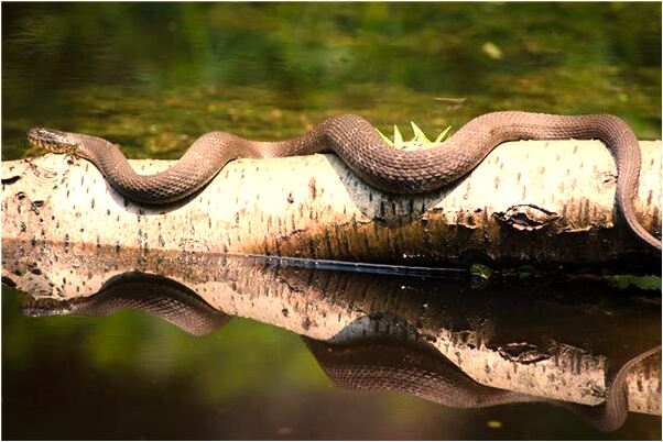 夢到了屋裡有人偷錢沒偷成什麼預兆_周公解夢官網