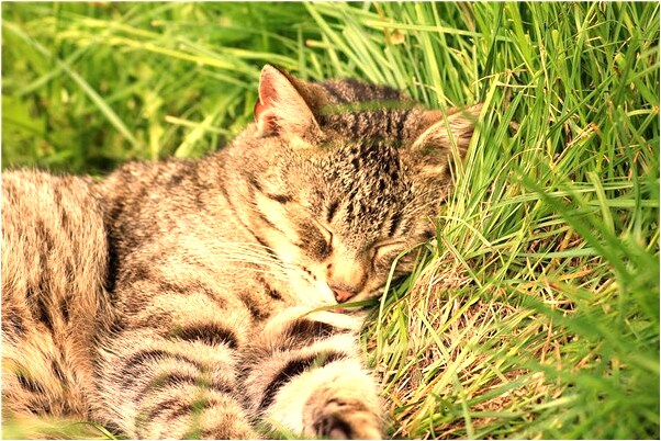 夢到了媽媽叫我回家給奶奶燒紙是好事還是壞事_周公解夢官網