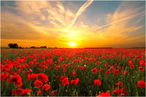 夢見撿到刻有龍鳳的黃金戒子預示著什麼_周公解夢官網