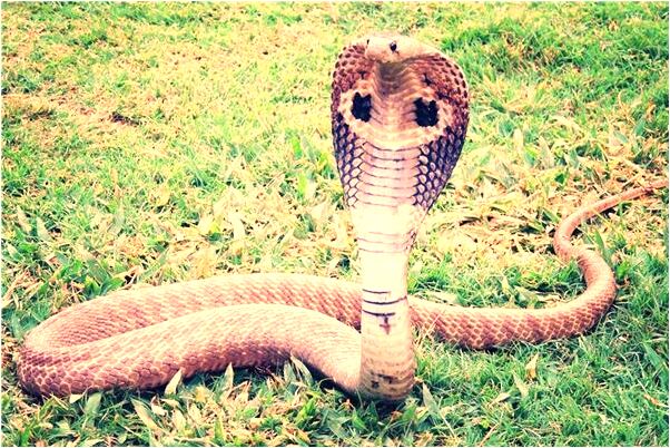 夢到了很傷心是凶兆還是吉兆_周公解夢官網