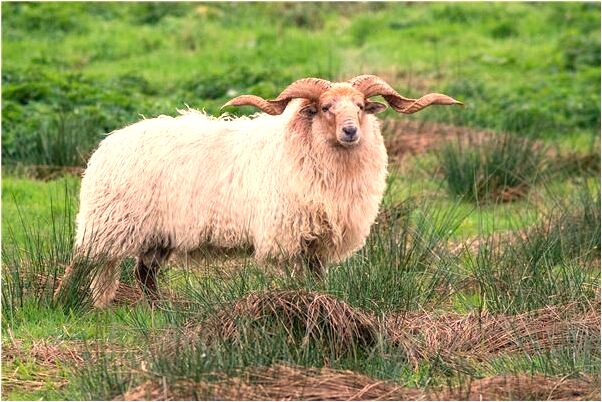 夢到陰囊睪丸癢擠出粉頭是不是好的徵兆呢_周公解夢官網