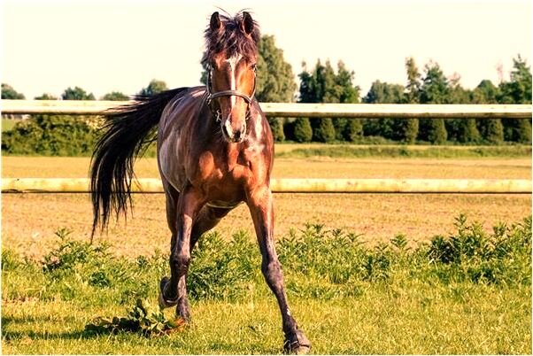 夢到了老鼠生老鼠有什麼意思_周公解夢官網