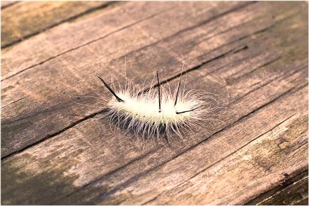 夢到妹妹需要我的幫忙有什麼意思_周公解夢官網