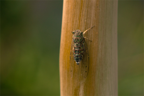 夢到摸知了代表什麼_周公解夢