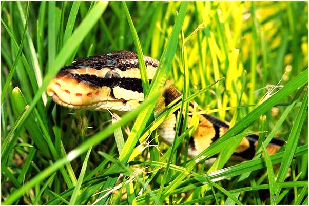 夢到了夢上廁所不嚴能被人看到怎么說_周公解夢官網