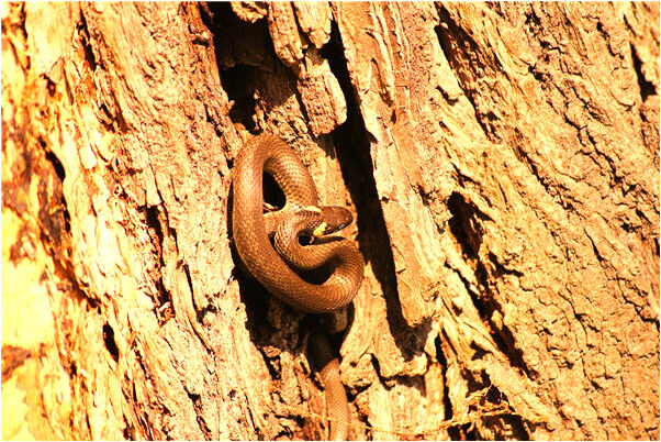 夢到了和上司愛愛是什麼預兆?_周公解夢官網