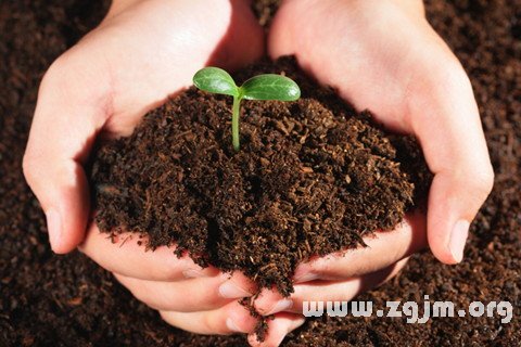Dream of seed germination