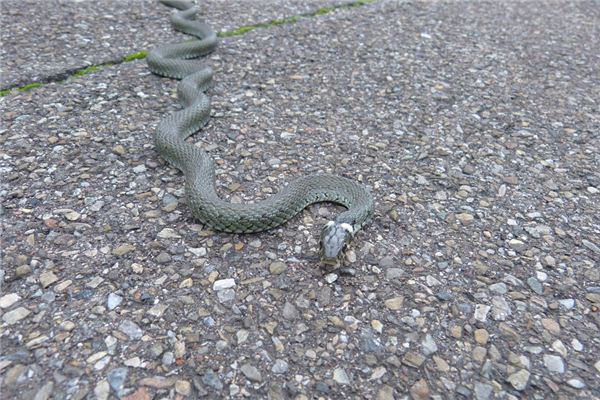 2021年生肖蛇年紀運程_十二生肖