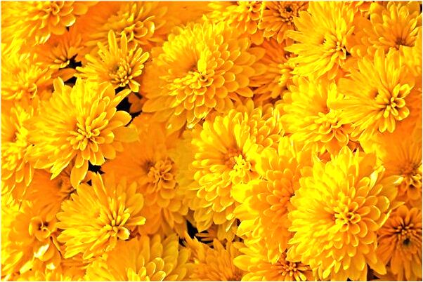 夢到了有人送肉是不是好的徵兆呢_周公解夢官網