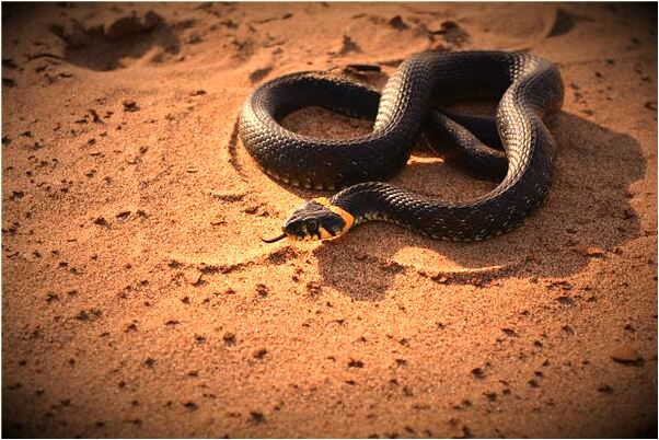 夢到泉水沒有了啥意思_周公解夢官網