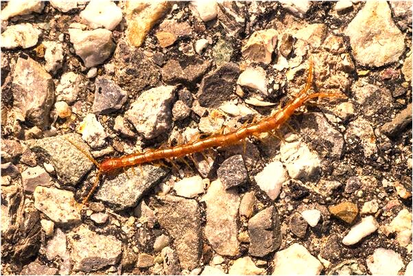 夢到了買蠟燭是凶兆還是吉兆_周公解夢官網