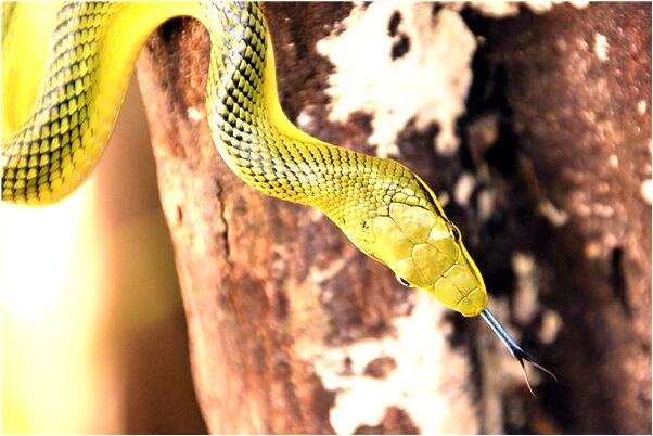 夢到撿到銀元寶意味著什麼_周公解夢官網