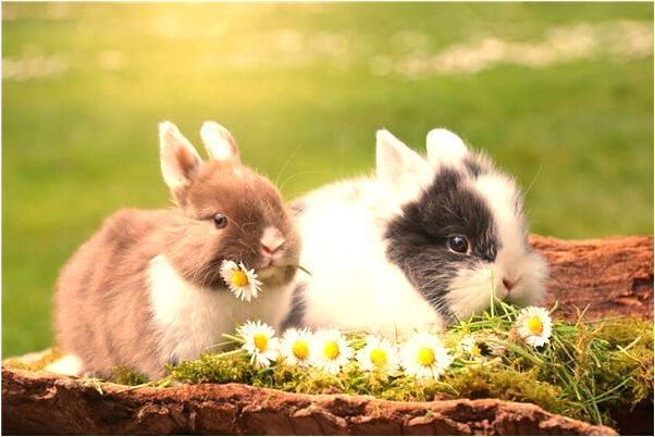 夢到死人旁邊放著一個嬰兒會怎么樣_周公解夢官網