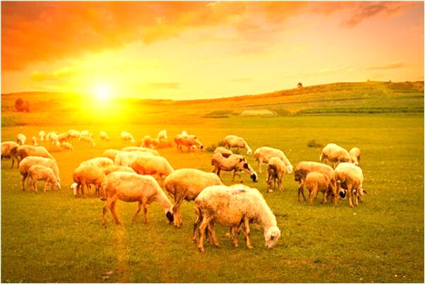 夢到了兩隻狼在院子裡沖我叫預示什麼_周公解夢官網