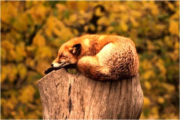 夢見別人送我好多雞蛋代表著什麼_周公解夢官網