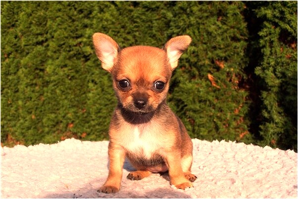 夢到了老公跟別人結婚了是好的徵兆嗎_周公解夢官網