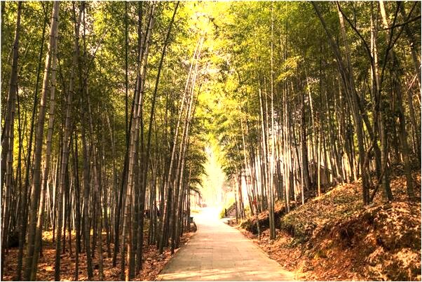 夢到了長腋毛意味著什麼_周公解夢官網