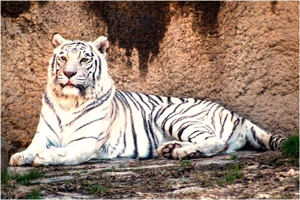 夢到別人拿刀扎我胳膊沒血有什麼寓意嗎_周公解夢官網