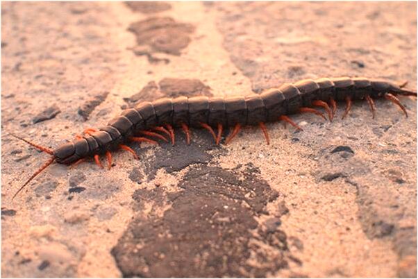 夢見夢男朋友帶我去買戒指是吉兆嗎?_周公解夢官網