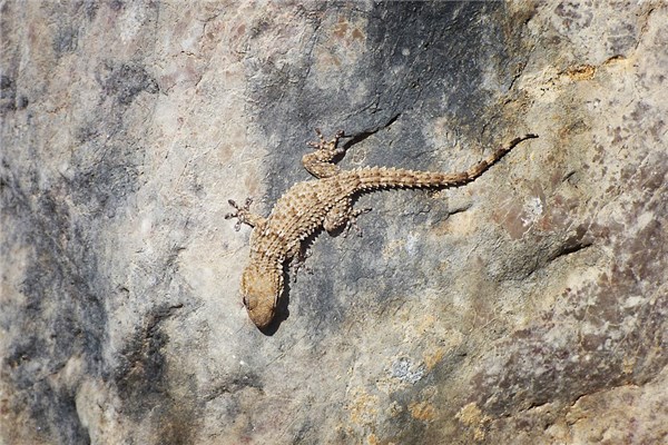 夢見打壁虎有什麼預兆_周公解夢