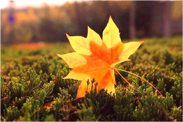 夢到丟失銀首飾什麼預兆_周公解夢官網