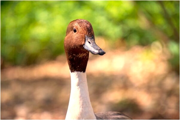 夢見他老婆找我有何寓意_周公解夢官網