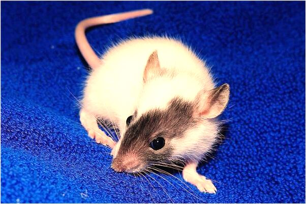 夢到了餓了吃了好多大米飯是吉兆嗎?_周公解夢官網