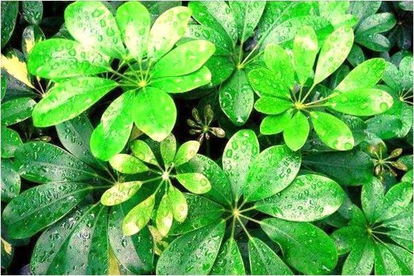 夢到被人壓得不能動的預兆_周公解夢官網