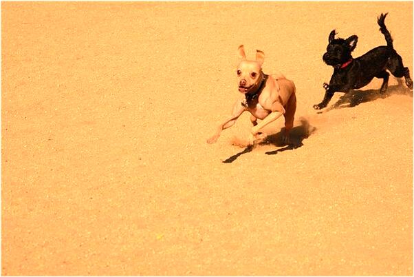 夢到吃東西有蟲有什麼說法_周公解夢官網