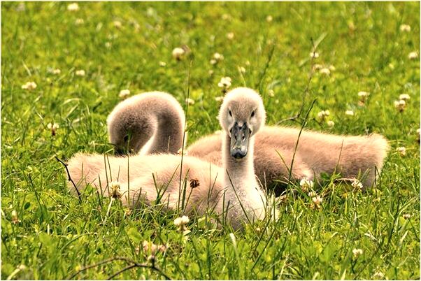 夢到父親去了爺爺家回來哭泣是吉兆嗎?_周公解夢官網