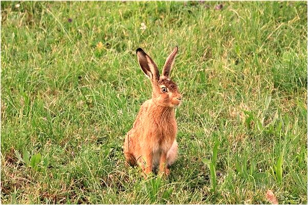 夢到紅豆餅是好事還是壞事_周公解夢官網