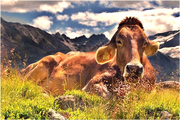 夢到了家裡養了好多魚是啥意思_周公解夢官網