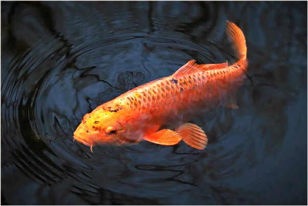 夢到了下排左邊牙掉光是什麼徵兆_周公解夢官網