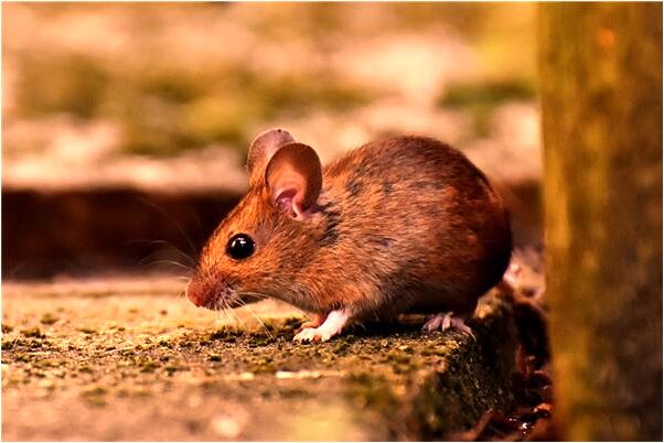 夢到了自己跳到牆頭上的預兆_周公解夢官網