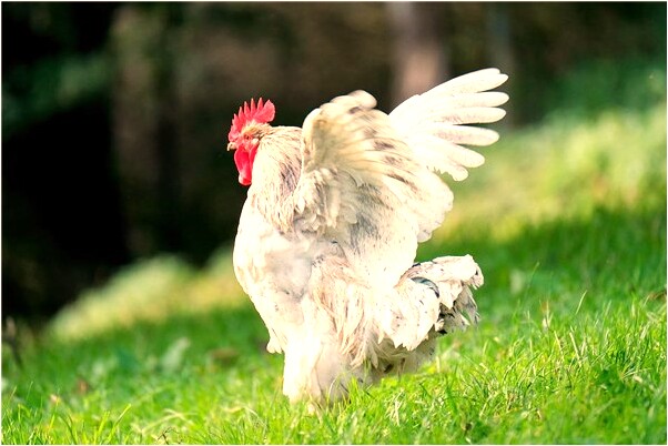 夢見和女人同房有什麼寓意嗎？_周公解夢官網