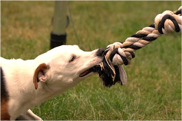 夢到了公共汽車上是不是好的徵兆呢_周公解夢官網