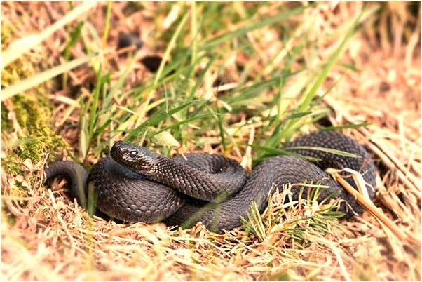 夢見挖石頭是什麼預兆？_周公解夢官網