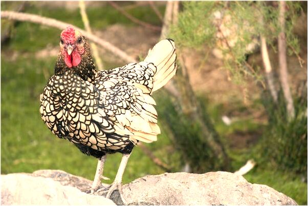 夢見打人卻沒打人打倒有什麼寓意嗎_周公解夢官網