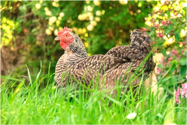 夢到了一群人帶大紅花修路是什麼意思_周公解夢官網