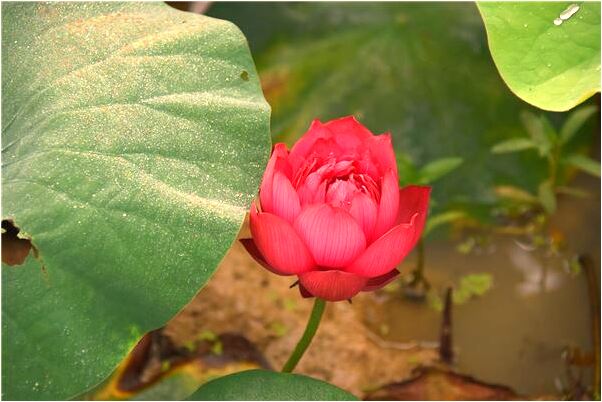 夢到自已掉糞坑是什麼意思？_周公解夢官網