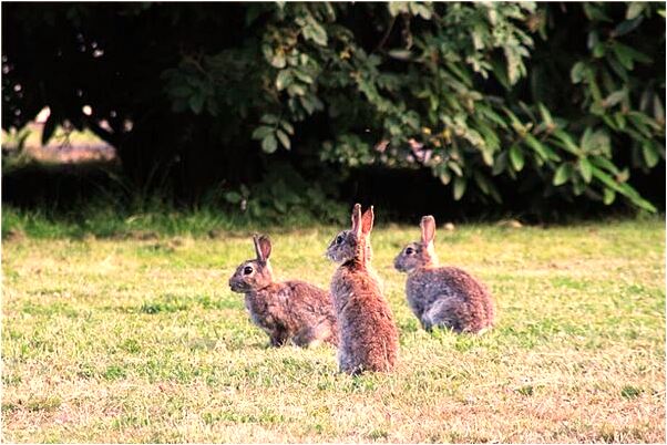 夢到家人打電話說伯母去世是什麼啟示_周公解夢官網