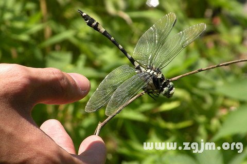 Dream catch dragonflies