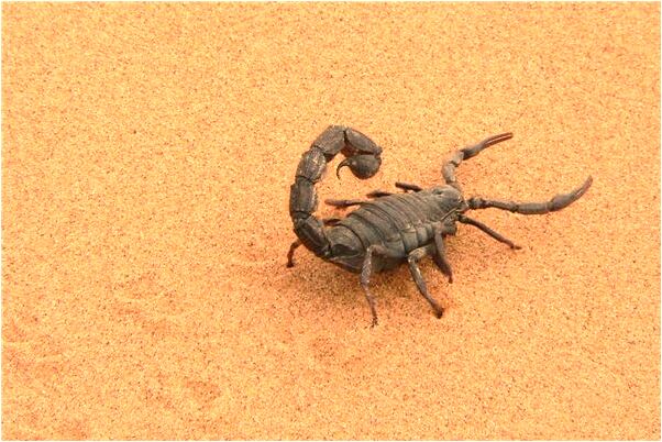 夢見花狗咬孫女的頭是啥意思_周公解夢官網