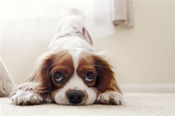 屬狗女性格和感情追求_十二生肖