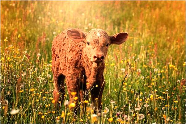 夢見自己老婆給別人睡覺有什麼含義_周公解夢官網