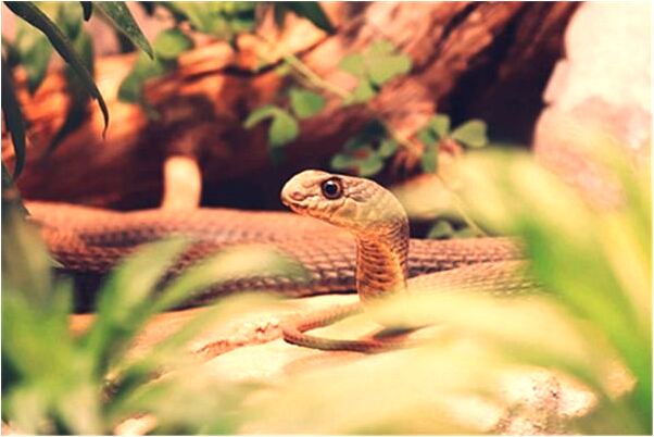 夢見動物生產有什麼預兆_周公解夢官網