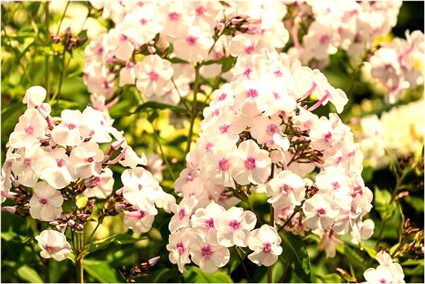 夢見和男朋友一起洗澡會怎么樣_周公解夢官網