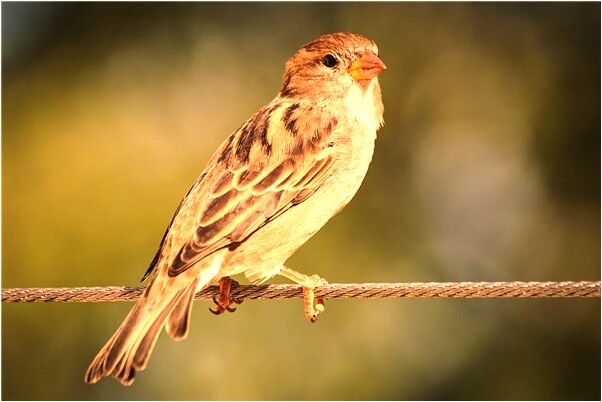 夢見生重病人死去意味著什麼_周公解夢官網