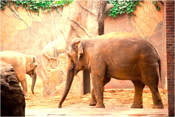 夢見差點掉進公廁代表什麼_周公解夢官網