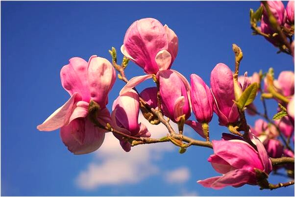 夢到自己的鼻毛長了自己剪代表什麼_周公解夢官網